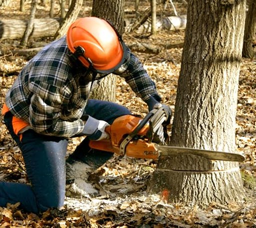 Tree Removal in De Graff, OH
